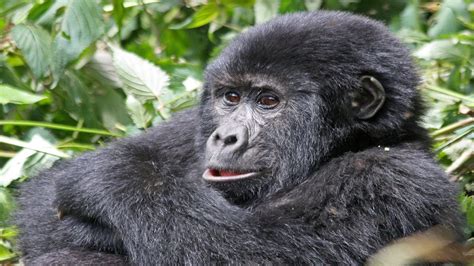 rwanda development board gorilla permits